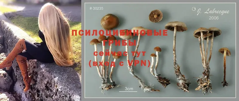 Галлюциногенные грибы Psilocybine cubensis  Кизел 